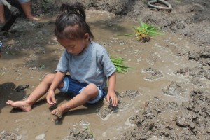 riceplantation(2).jpg